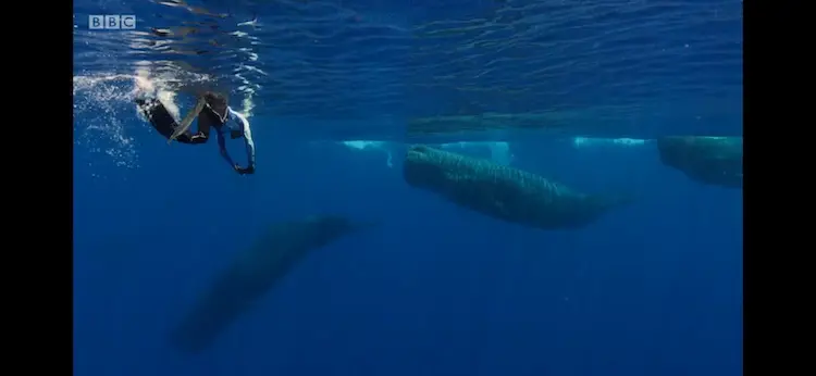 Sperm whale (Physeter macrocephalus) as shown in Blue Planet II - Our Blue Planet